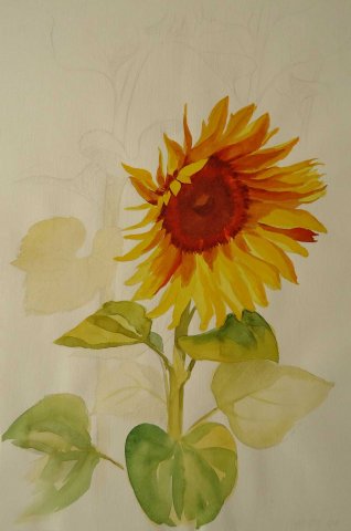 Sunflower