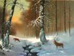 Morning in the winter forest